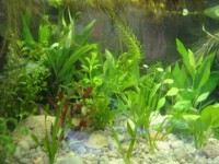 /album/fotogalerie-rybicky/snimek-003-jpg/